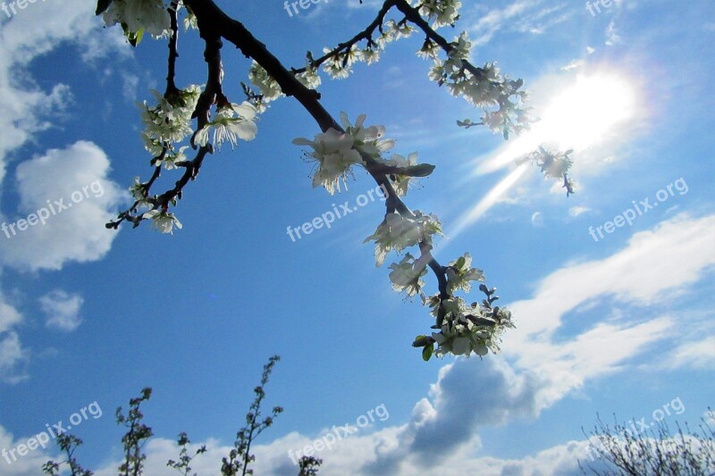 Blossom Blue Sky Sun Nature Flower