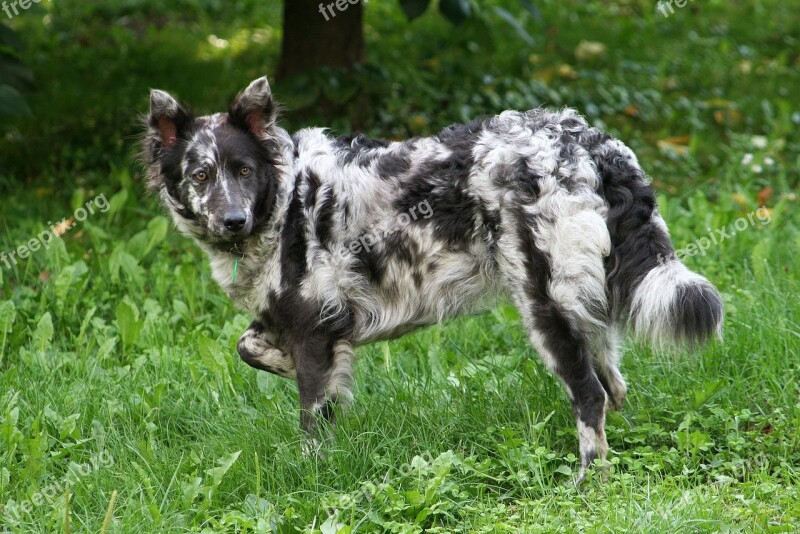 Dog Herding Dog Spotted Animal Responsible Livestock