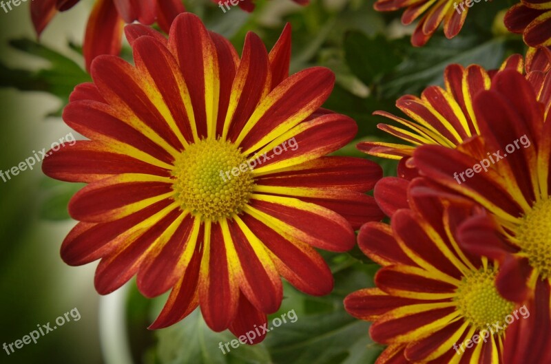 Chrysantéma Flower Beautiful Romantic Beauty