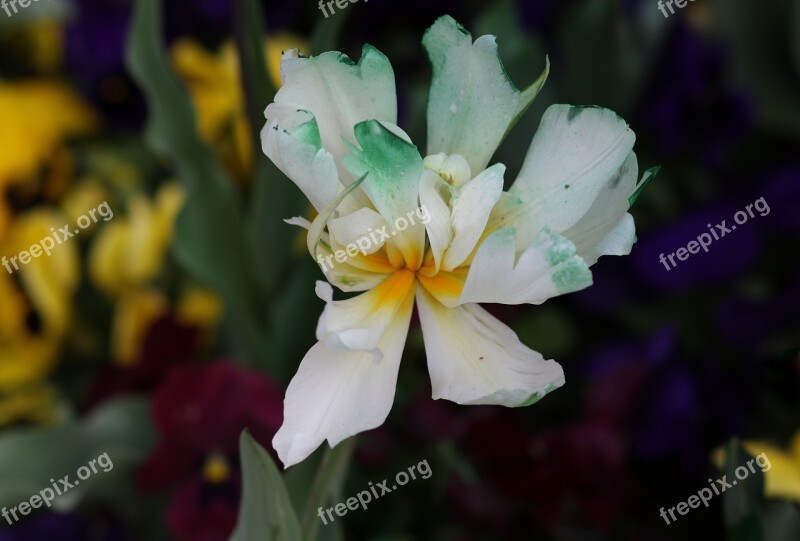 Tulip White Garden Coloring Spring