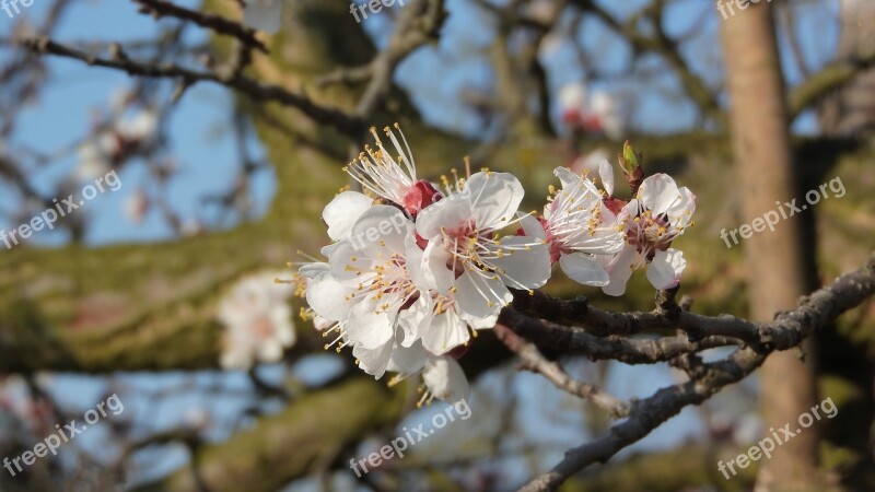 Spring Flowers White Flowers Flowers Of Apricots Apricot Flowering Tree