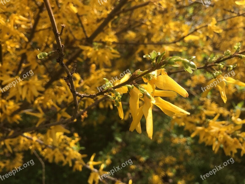 Flower Yellow Nature Plant Flora