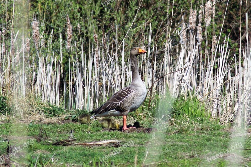 Nature Hiking Geese Migratory Birds Free Photos