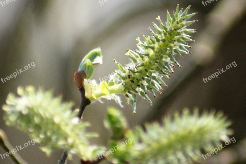 Willow Nature Green Branch Free Photos