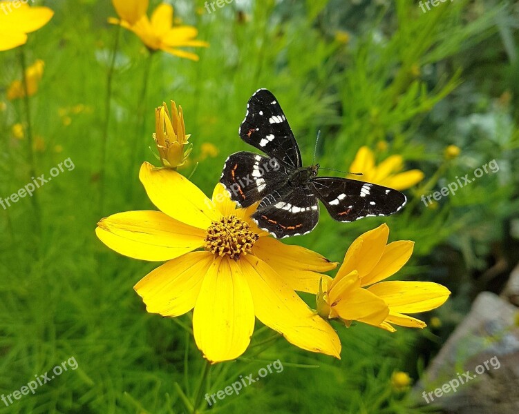 Nature Butterfly Insect Summer Flower