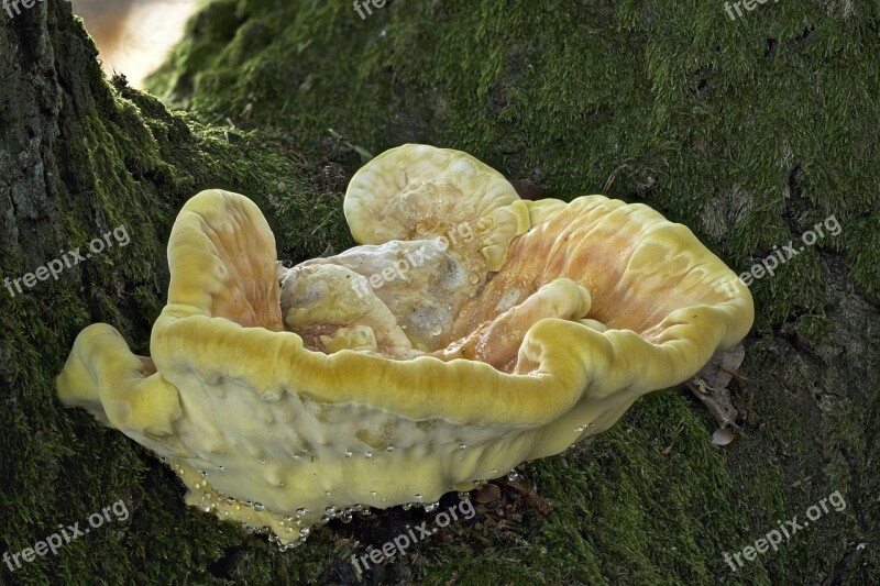 Sulphur Ovinus Reishi Tree Fungus Mushroom Autumn