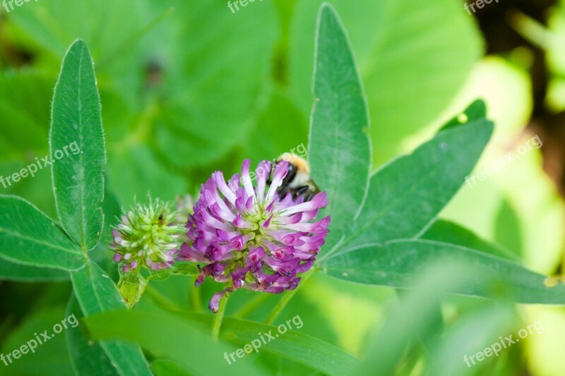 Trifolium Pratense Red Clover Meadow Plant Grass