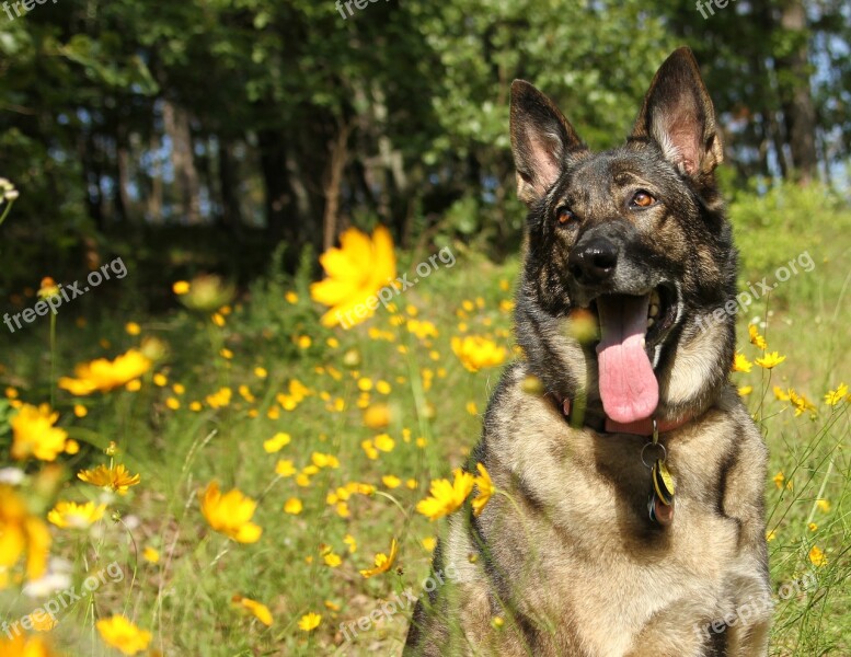 German Shepherd Sitting In Flowers Dog Flowers Sunny Pet