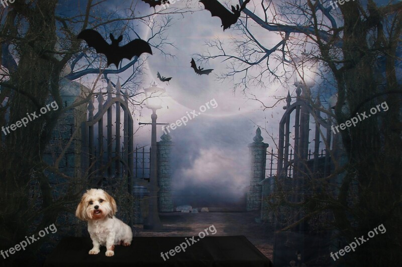 Dog Halloween Scene Bats Night