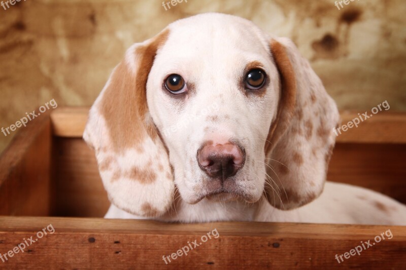 Dog In A Wooden Box Dog Box Portrait Free Photos