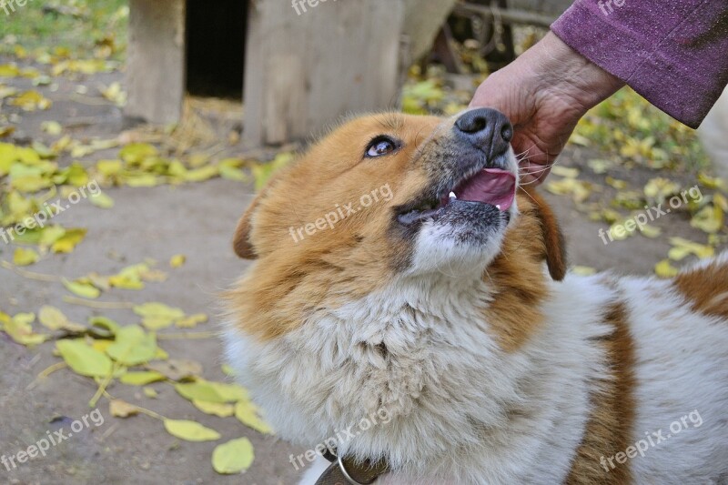 Dog Loyalty Devotion Pet View