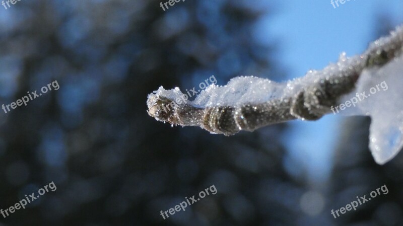 Macro Winter Ice Branch Tree