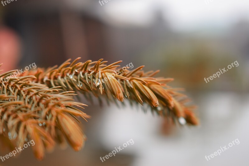 Plant Blur Leaf Color Contrast