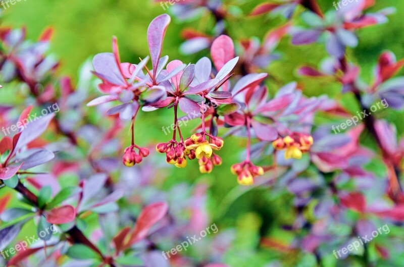 Barberry Spring Garden Nature Flowers