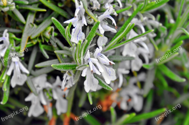 Rosemary Spice Herb Natural Kitchen