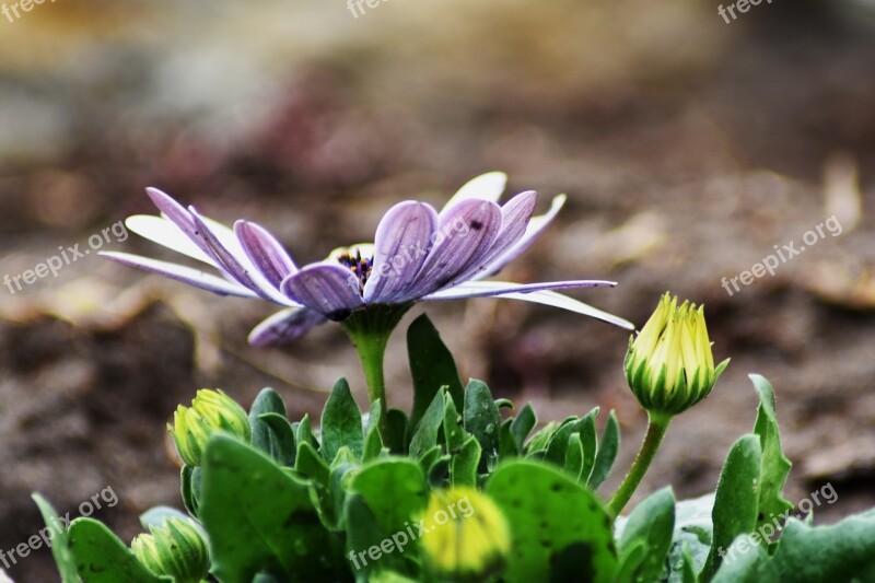 Flower Purple Garden Plant Bright