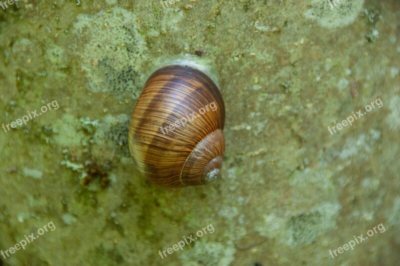 Snail Stone Nature Shell Snail Shell