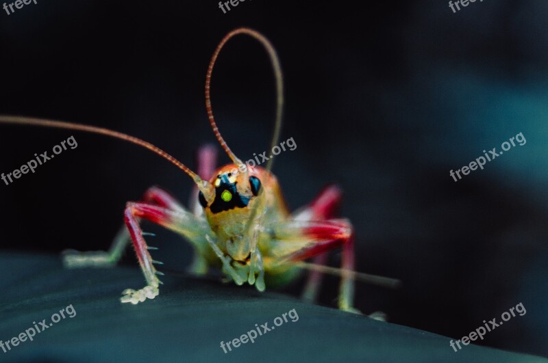 Grasshopper Macro Animal Insect Animals