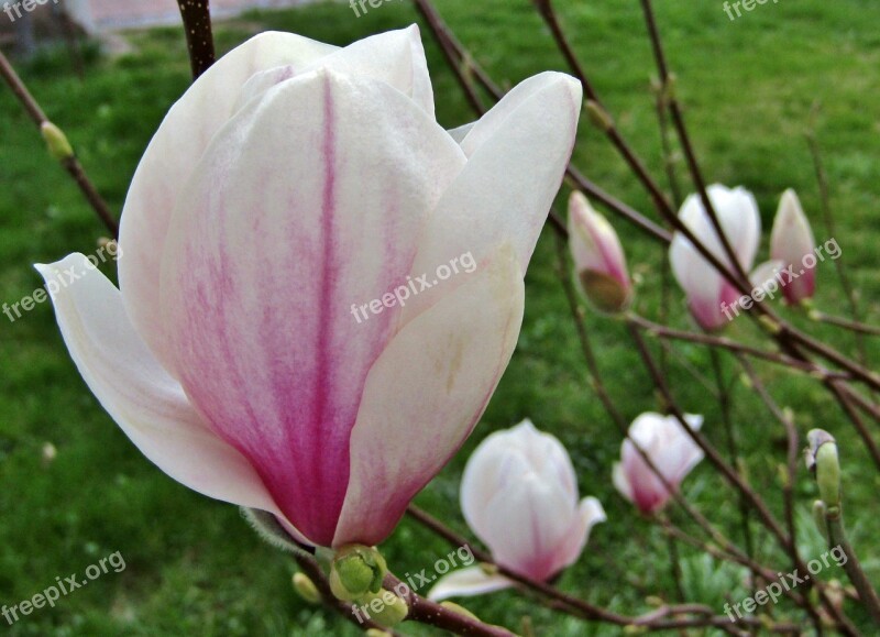 Flower Nature Plant Magnolia Pink