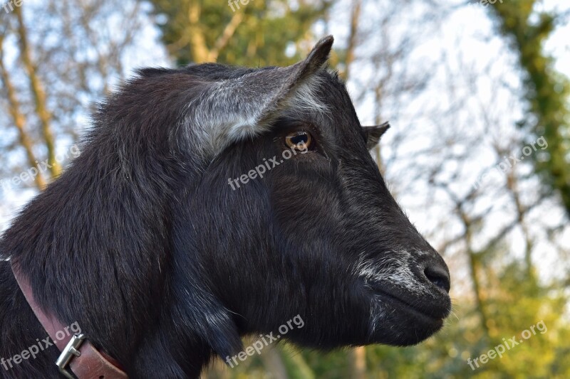 Goat Goats Mammal Nature Goat Color Black