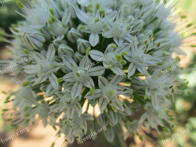 Flower White Spring Macro Blooming