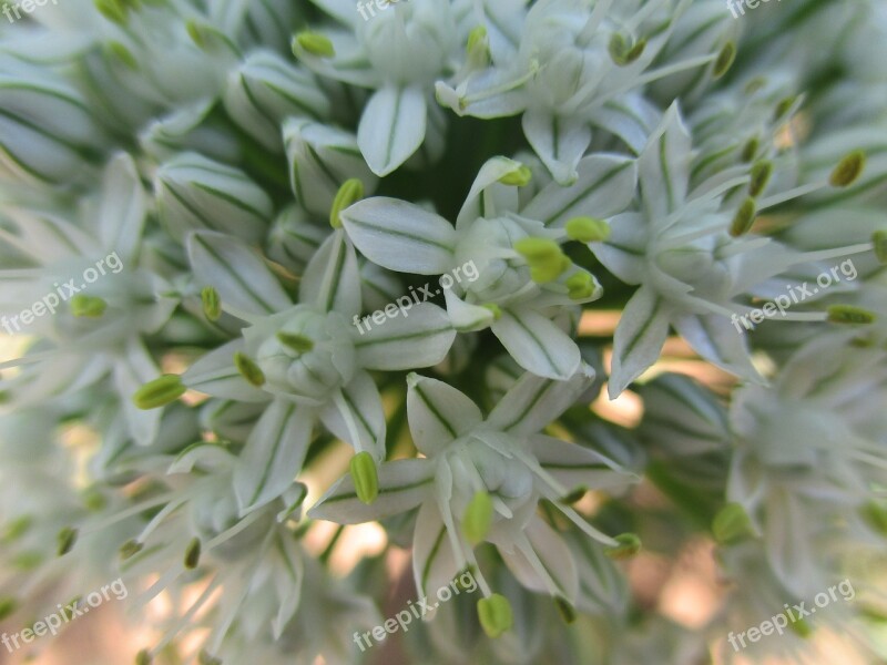 Flower Macro White Garden Spring