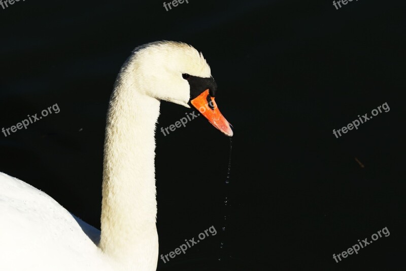 Swan Water Drops Nature Wildlife