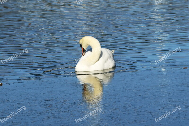 Swan Sea Nature Free Photos