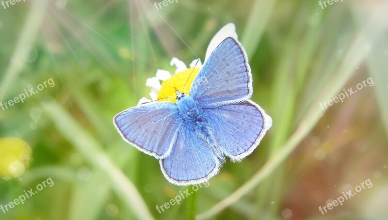 Polyommatus Icarus Tom Insect Wings Butterfly Day