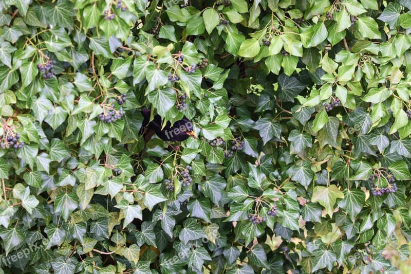 Ivy Blackbird Hiding Place Thief Berries