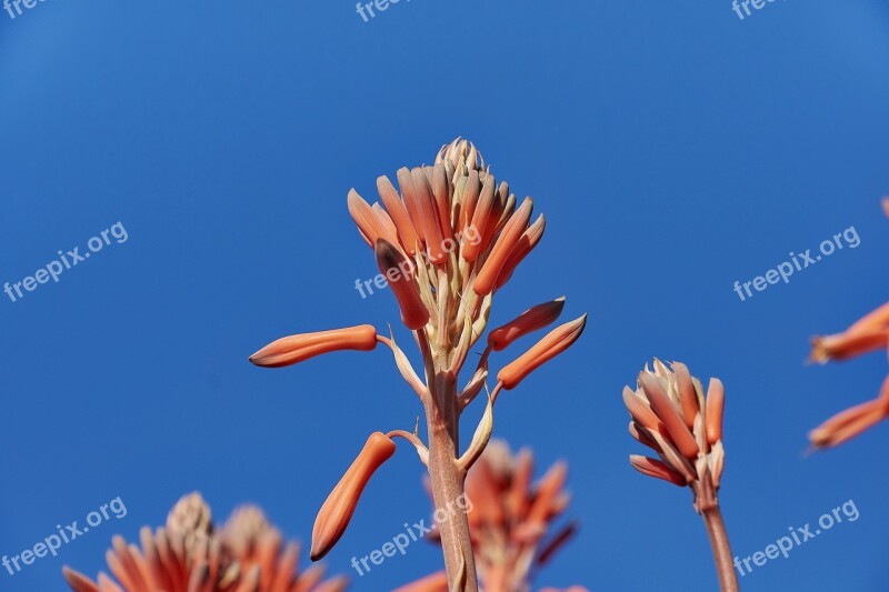 Flower Flowering Plant Flora Garden