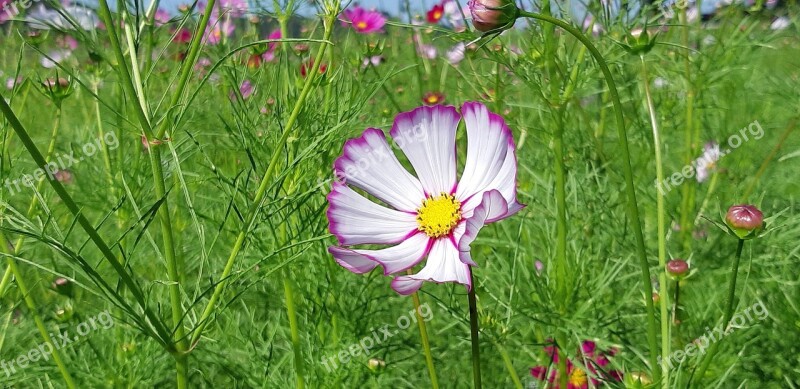 Cosmos Republic Of Korea Flowers Spring Flowers Plants