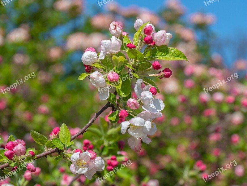 Tree Blossoms Apple Blossom Branch Spring Bud