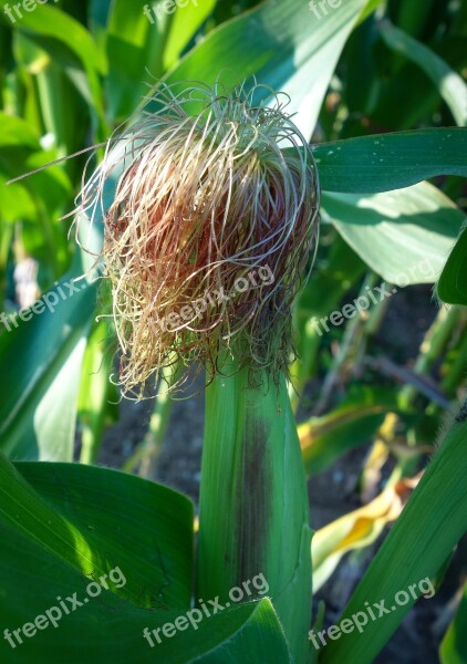 Corn Corn Plant Green Growth Arable