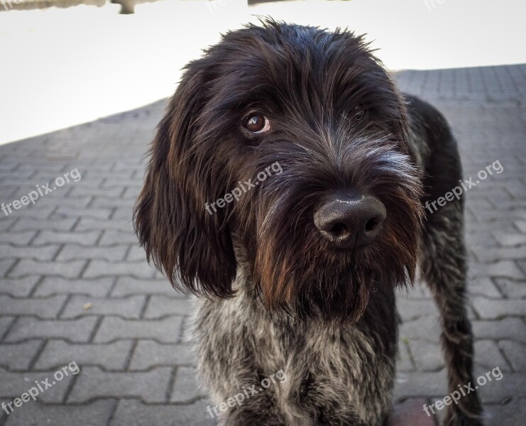 Dog Black Dog German Wire Hair Hunting Dog Black