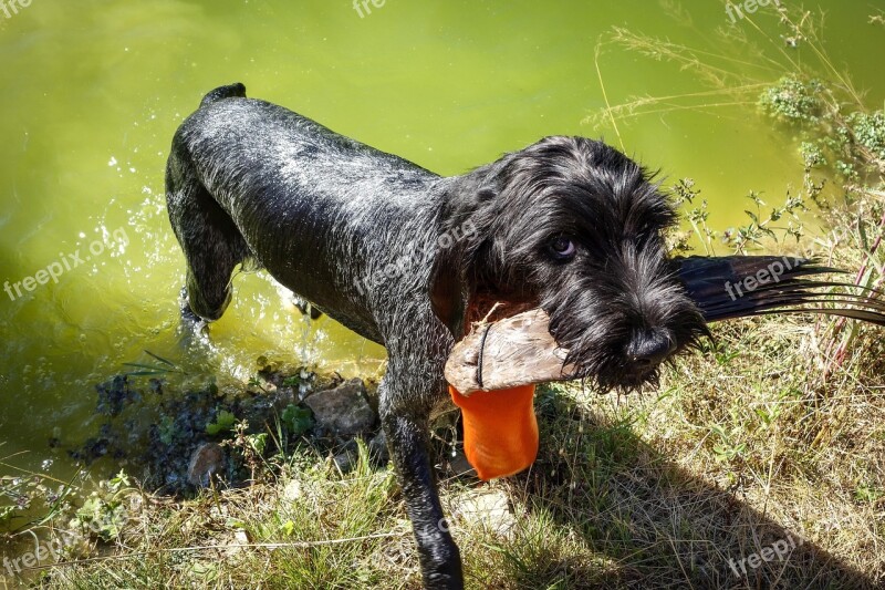 Dog Black Dog German Wire Hair Hunting Dog Black