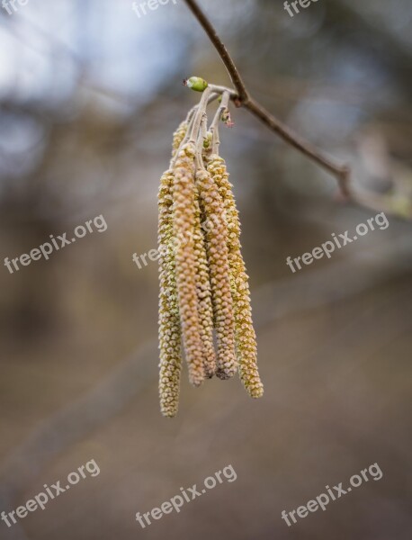 Grasses Tree Pollen Bloom Tap