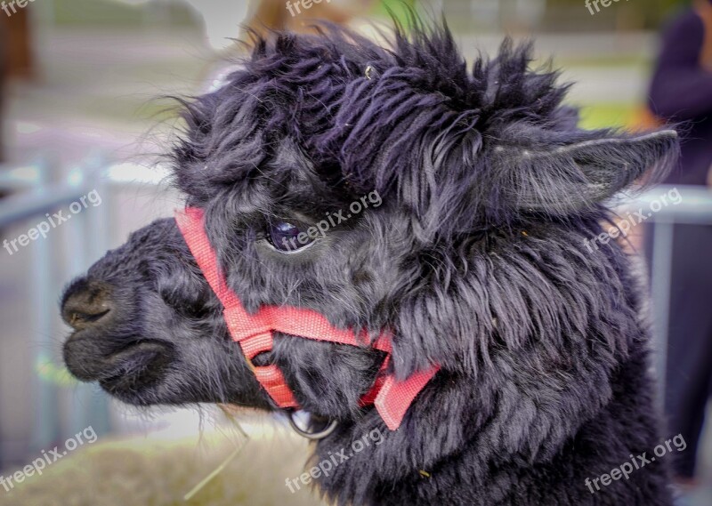 Lama Alpaca Black Head Fluffy