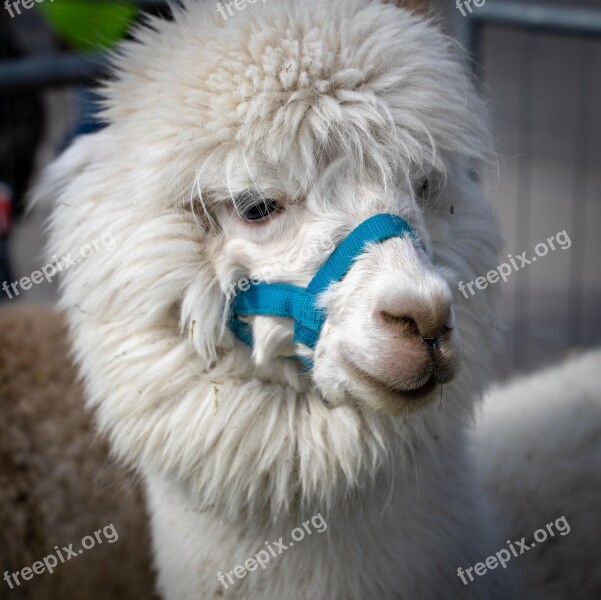 Lama Alpaca Animal White Nature