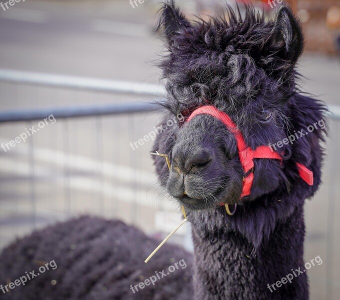 Lama Alpaca Animal Black Nature