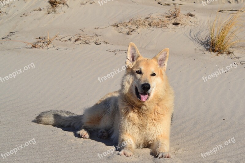 Animal Beach Dog Hybrid Sled Dog Hybrid