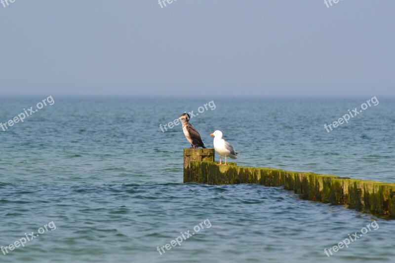 Animals Birds Waterfowl Water Sea