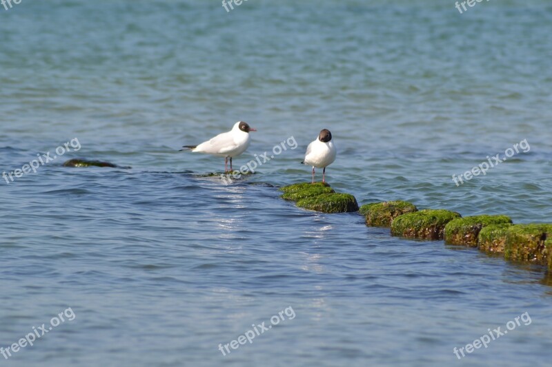 Animal Birds Water Sea Baltic Sea