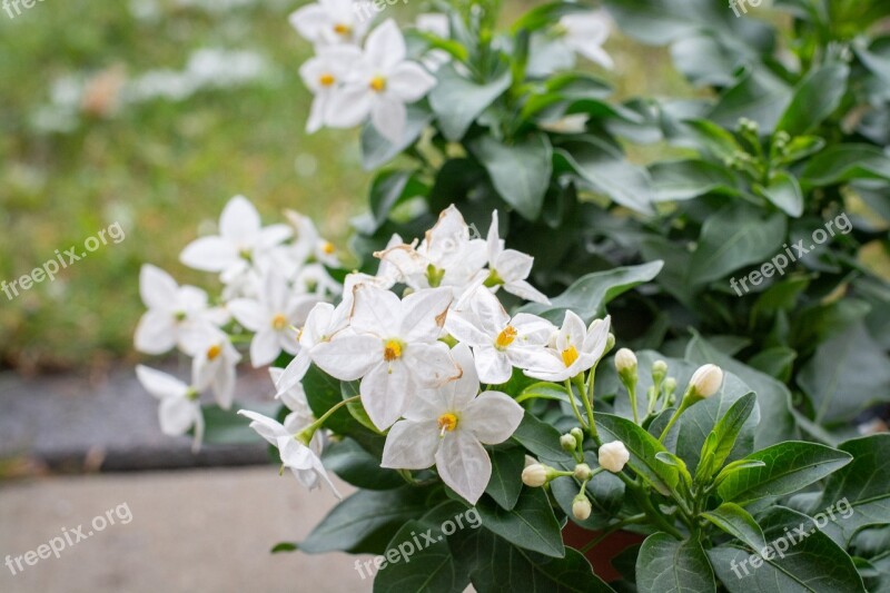 Flowers Plant White White Flowers Small Flowers