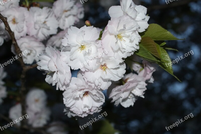 Cherry Blossom Japan Sakura Spring Flowers