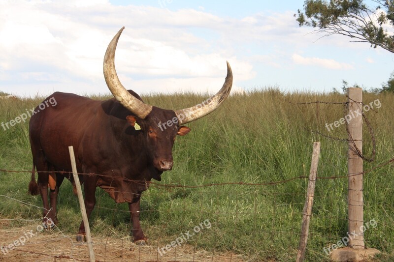 South Africa Drakensberg Mountains Animal Bull Horns