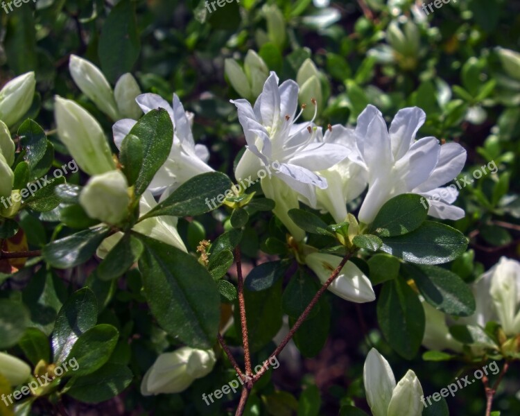 White Azalea Blossoms Azalea Bloom Spring