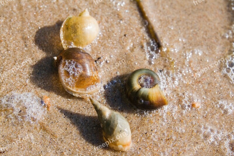 Seashells Beach Sand Sink Snail