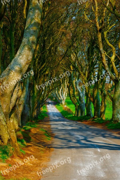 Trees Dark Hedges Ireland Road Mysterious