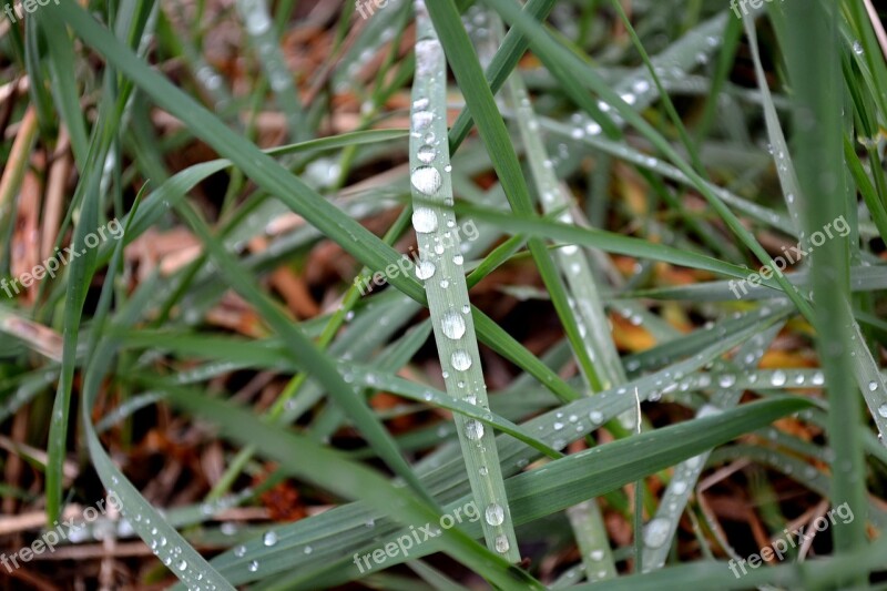 Grass Rosa Green Meadow In The Morning